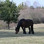 Feel-harmonia W Nowym Kawkowie * Nowe Kawkowo