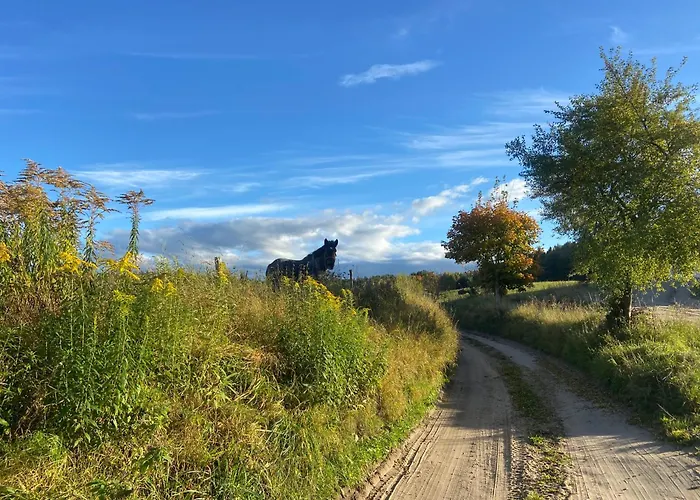 Feel-harmonia W Nowym Kawkowie *